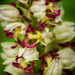 Orchis × calliantha - Photo (c) Sergey Cherkasov, some rights reserved (CC BY), uploaded by Sergey Cherkasov