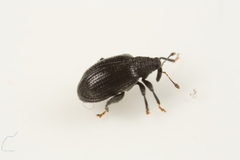 Orchestes mixtus