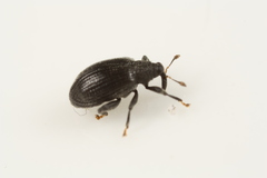Orchestes mixtus