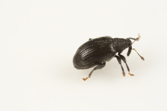 Orchestes mixtus