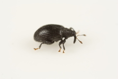 Orchestes mixtus