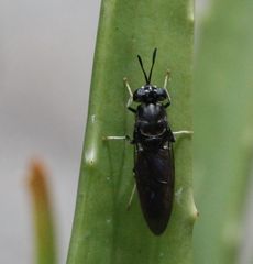 Hermetia illucens