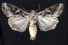 Trichordestra liquida