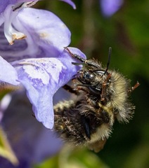 Bombus sitkensis