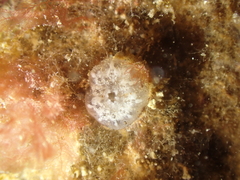Aplidium turbinatum