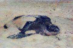 Dermochelys coriacea