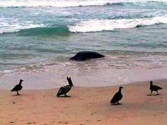 Dermochelys coriacea