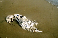 Dermochelys coriacea