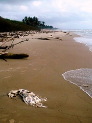 Dermochelys coriacea