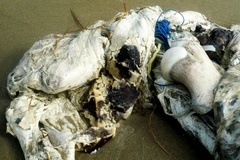 Dermochelys coriacea