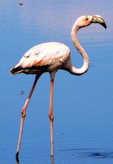 Phoenicopterus ruber