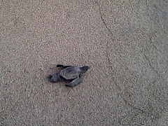 Dermochelys coriacea