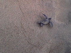 Dermochelys coriacea