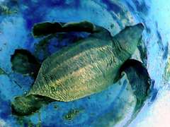 Dermochelys coriacea