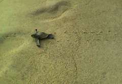 Dermochelys coriacea