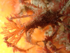 Macropodia