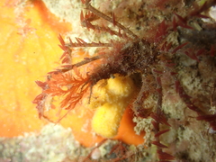 Macropodia