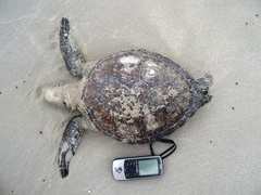 Chelonia mydas