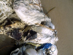 Dermochelys coriacea