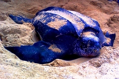 Dermochelys coriacea