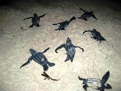 Dermochelys coriacea