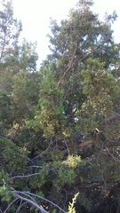 Juniperus californica
