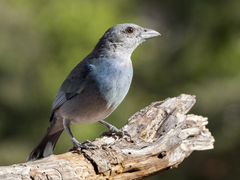 Thraupis glaucocolpa