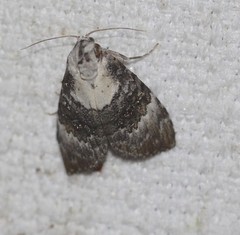 Acatapaustus leucospila