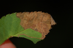 Orchestes pallicornis