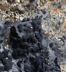 Umbilicaria cylindrica
