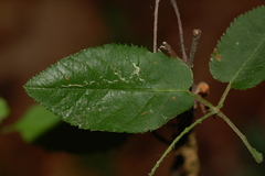 Orchestes pallicornis