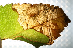 Orchestes pallicornis