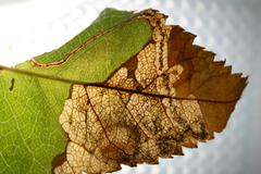 Orchestes pallicornis