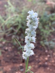 Cyphocarpa angustifolia