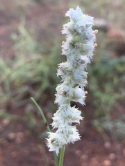 Cyphocarpa angustifolia