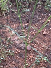 Cyphocarpa angustifolia