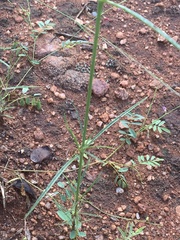 Cyphocarpa angustifolia