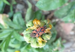 Spilostethus pandurus