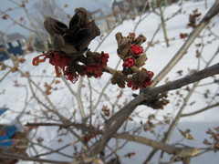 Hamamelis × intermedia