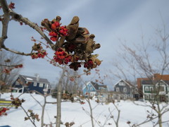 Hamamelis × intermedia
