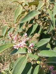 Miconia xalapensis