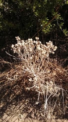 Tetradymia comosa