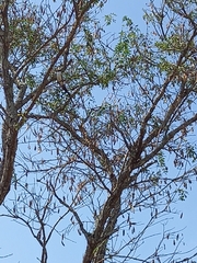 Tyrannus savana