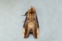 Allodonta austrocollaris