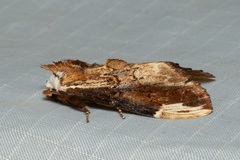 Allodonta austrocollaris