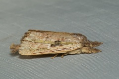 Ambadra modesta