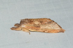 Ambadra modesta