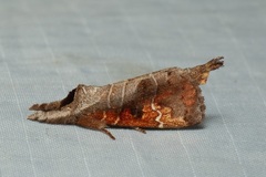 Clostera bramah