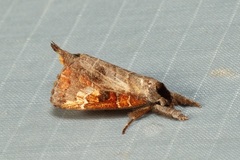 Clostera bramah