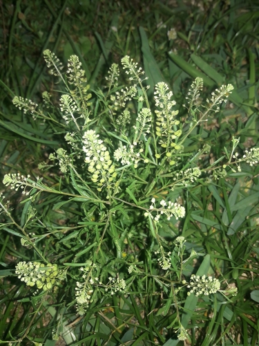 Lepidium virginicum image